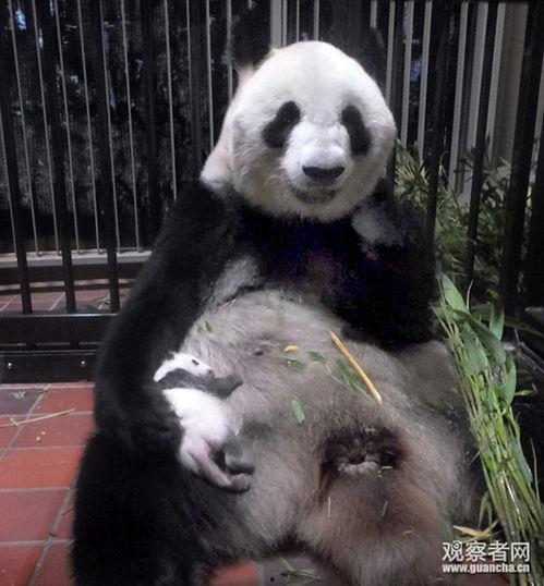 熊猫网红视频播放,萌动瞬间，播放量飙升的秘密